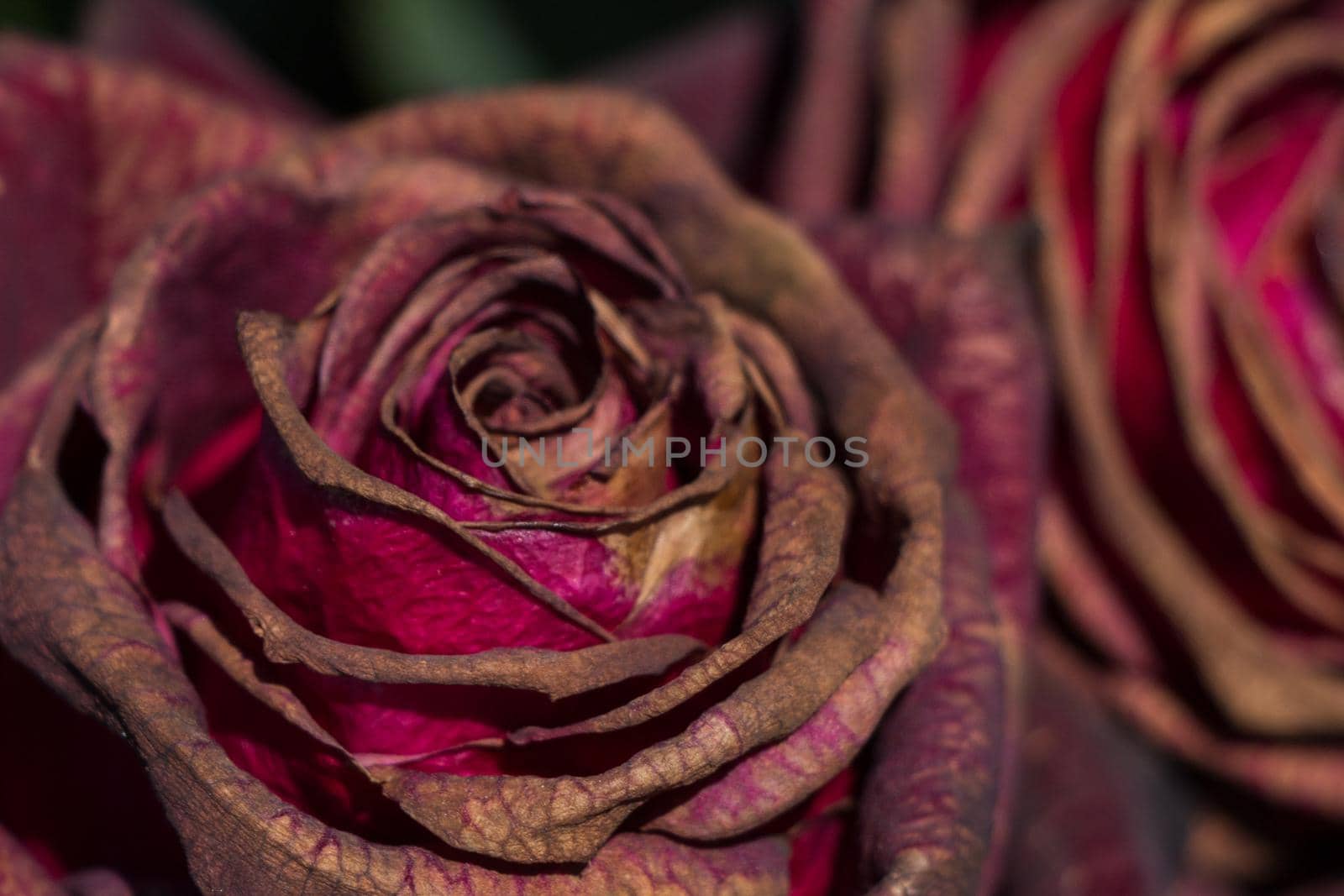 Hand holding rose bloom in in the garden