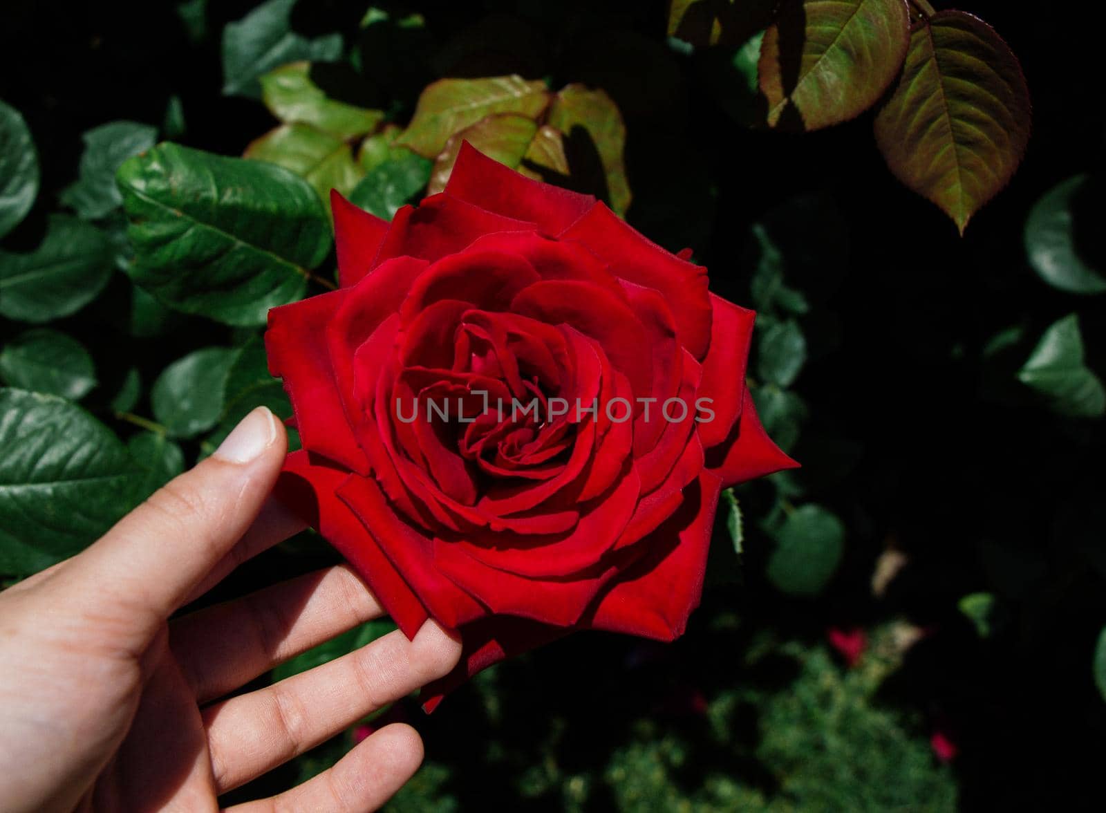 Hand holding rose bloom in in the garden