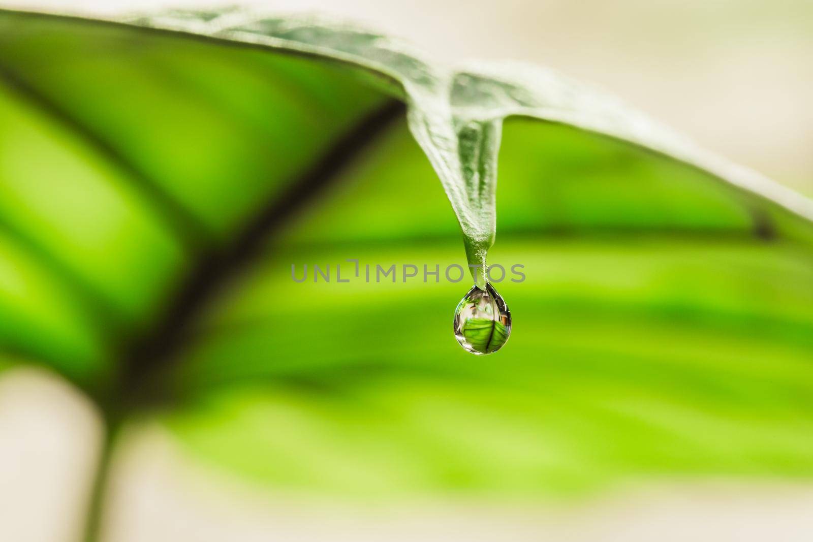 Water droplet on the tip of Alocasia leaf by Syvanych