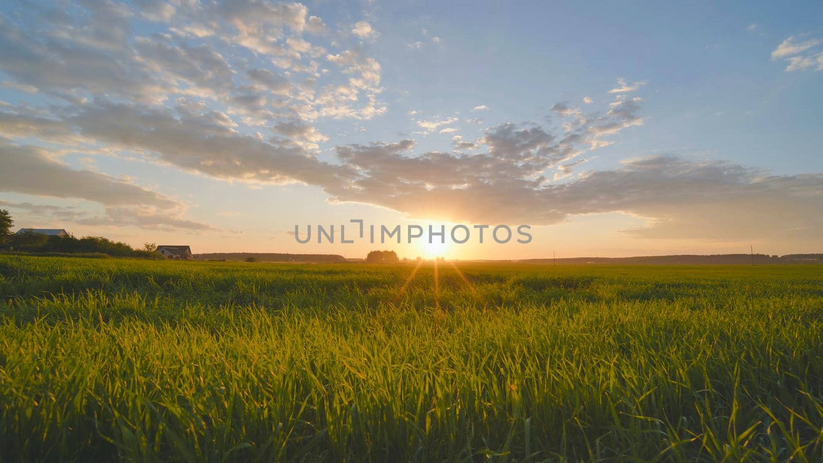 Summer sunset over a field of young wheat. by DovidPro