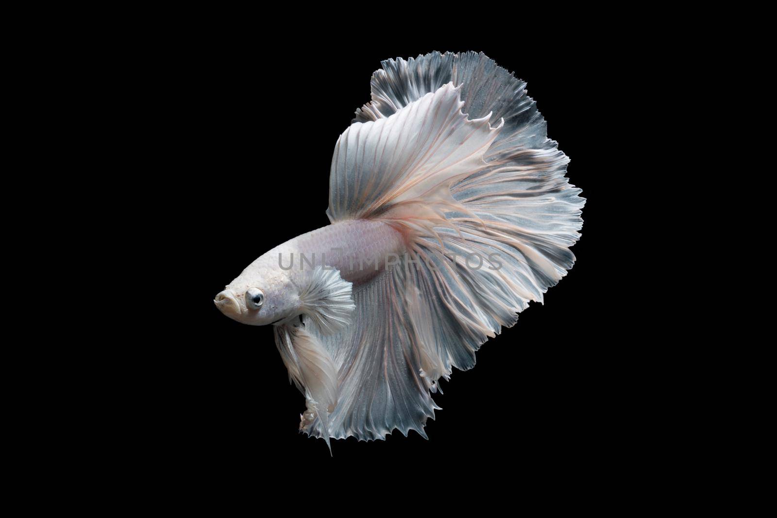 Betta fish or Siamese fighting fish in movement isolated on black background. by Nuamfolio