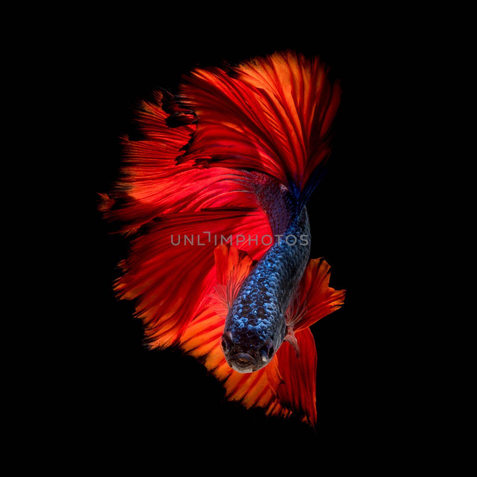 Colourful Betta fish,Siamese fighting fish in movement isolated on black background by Nuamfolio