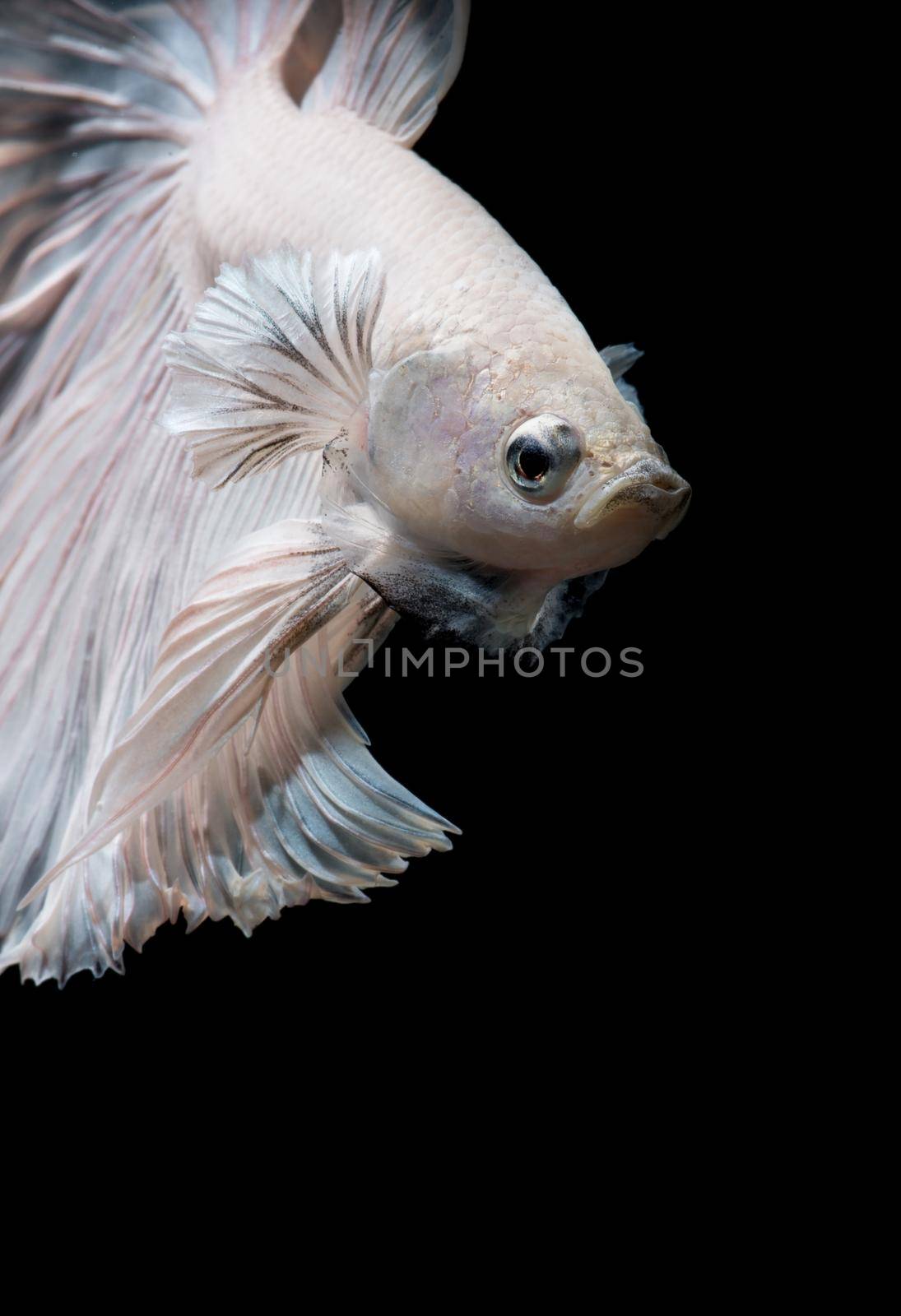 Betta fish,Siamese fighting fish in movement isolated on black background.