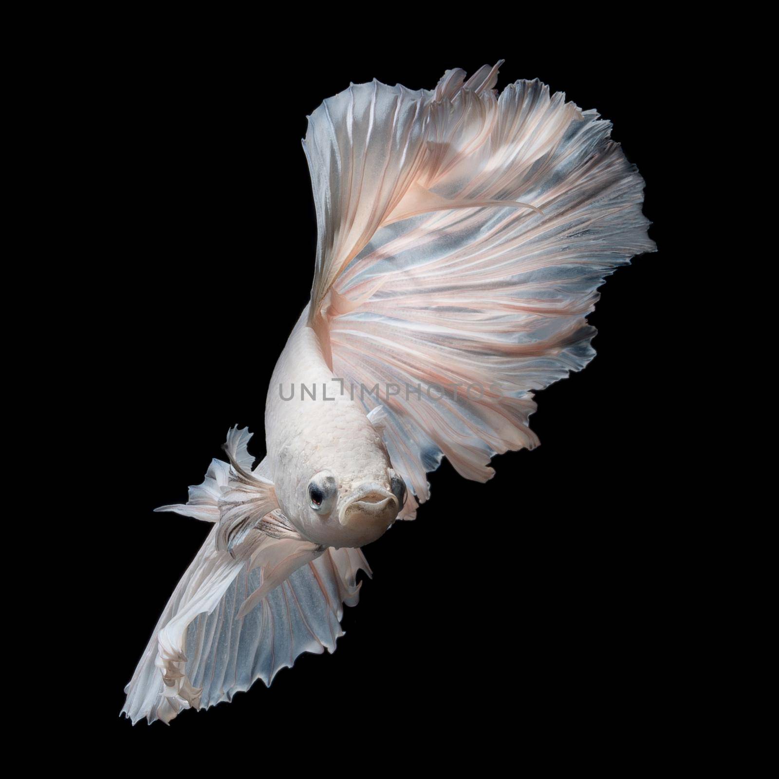 White platinum Betta fish or Siamese fighting fish in movement isolated on black background by Nuamfolio