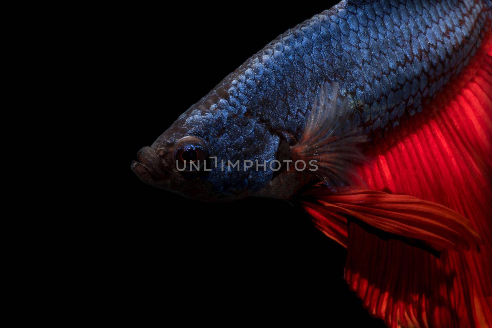 Close up of Betta fish or Siamese fighting fish in movment isolated on black background. by Nuamfolio