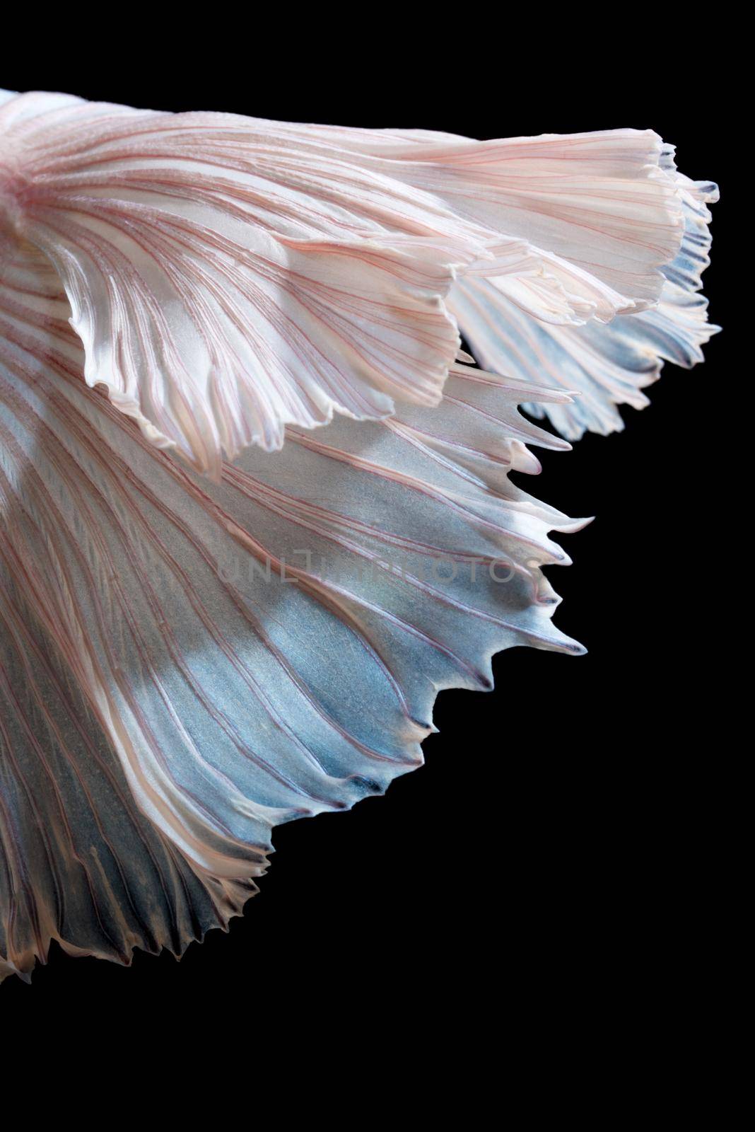 Abstract fine art of moving fish tail of Betta fish or Siamese fighting fish isolated on black background. by Nuamfolio