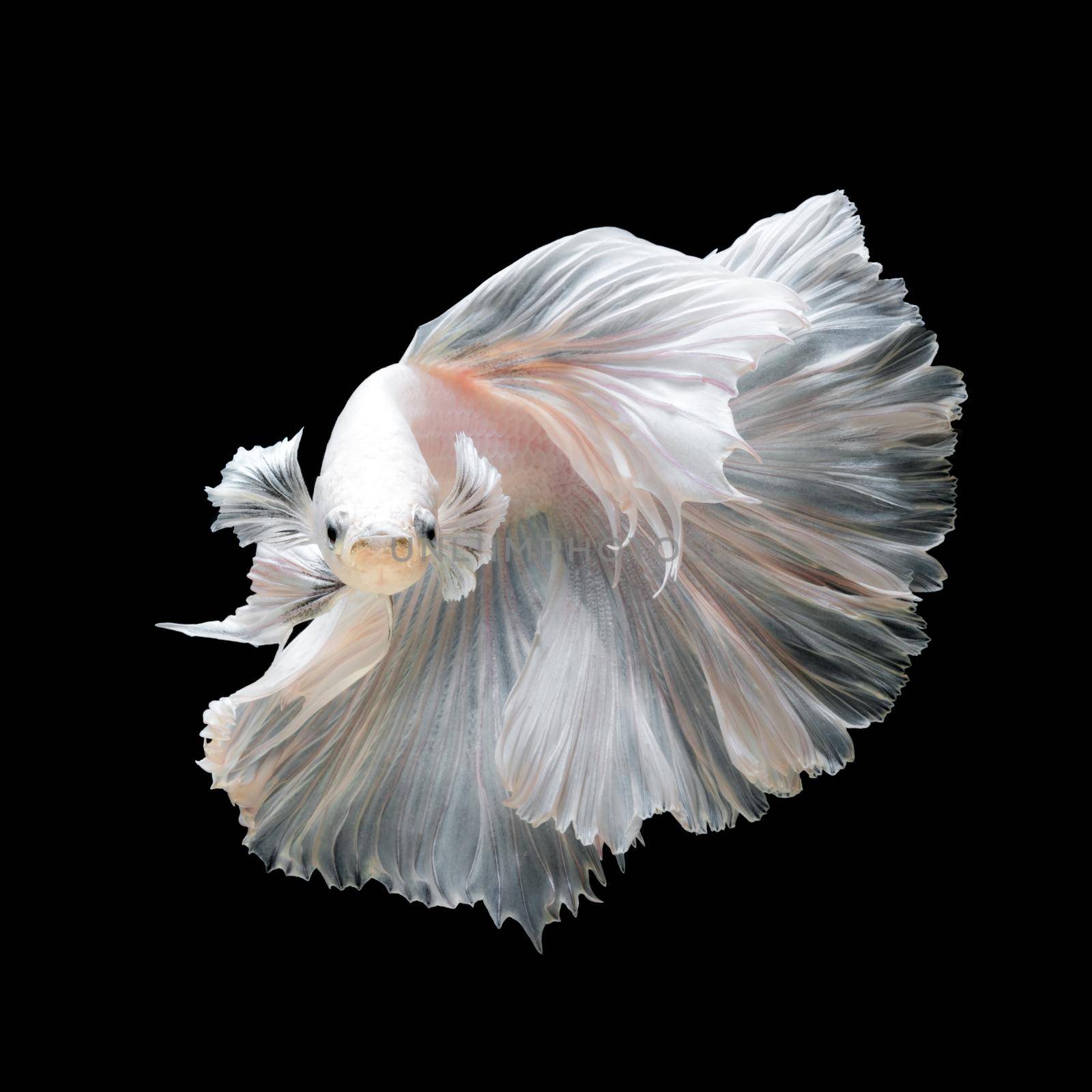 Close up of white platinum Betta fish or Siamese fighting fish in movement isolated on black background.