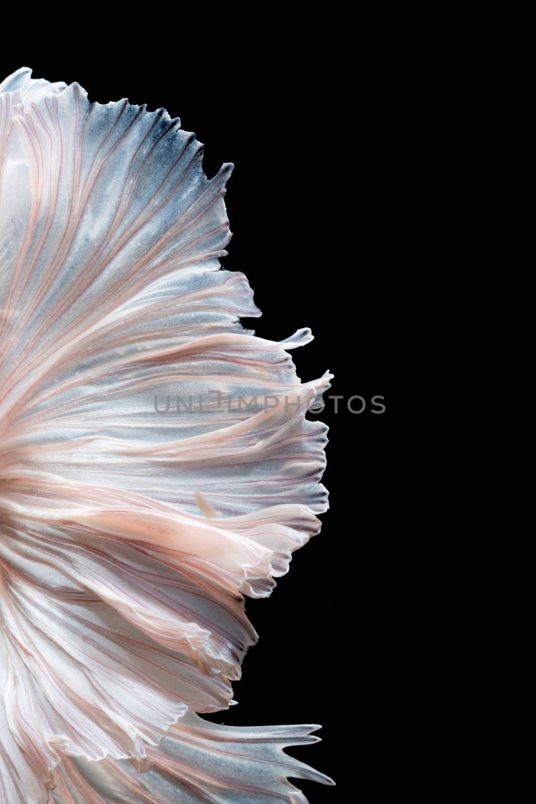 Abstract fine art of moving fish tail of Betta fish or Siamese fighting fish isolated on black background. by Nuamfolio