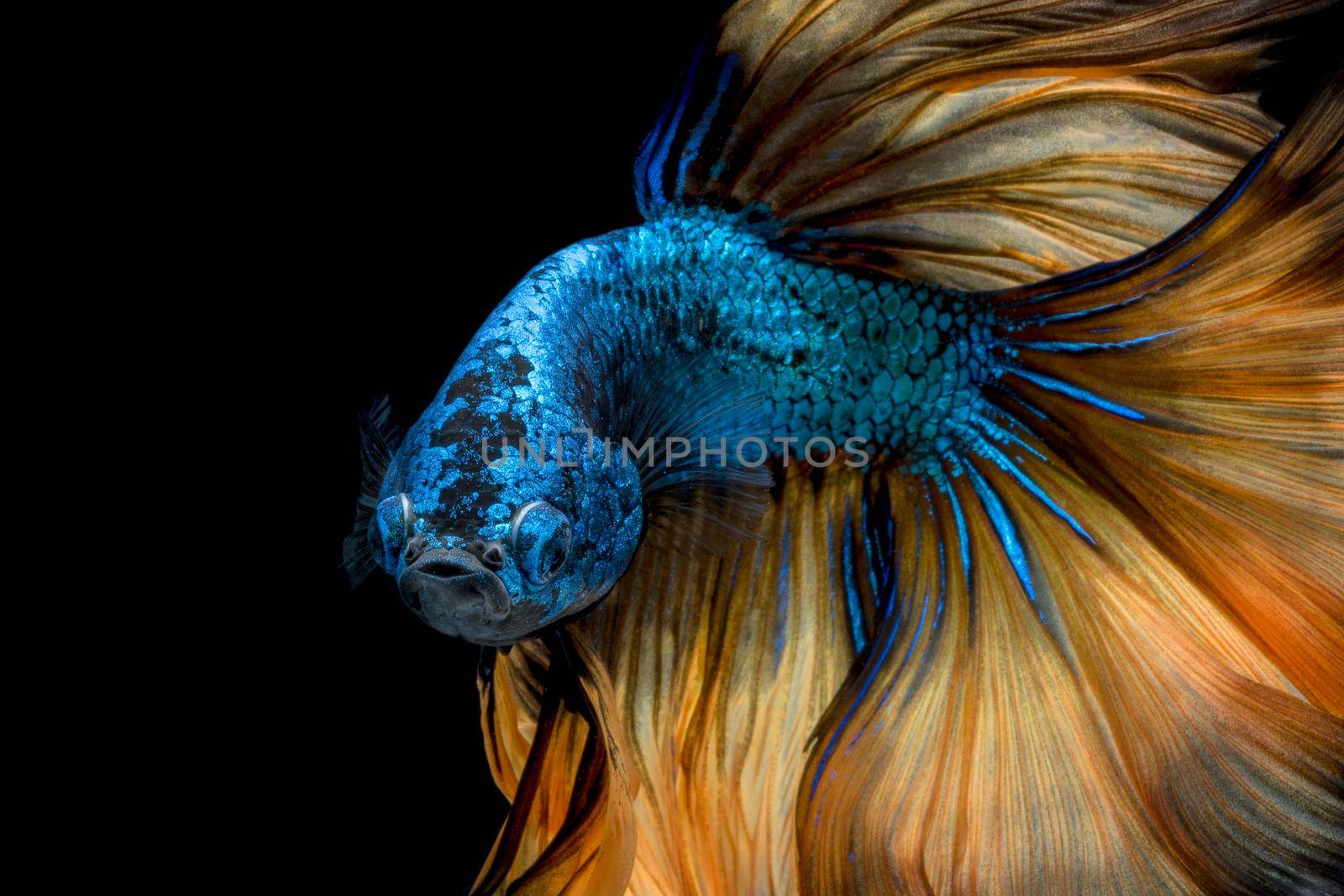 Colourful Betta fish,Siamese fighting fish in movement isolated on black background. by Nuamfolio