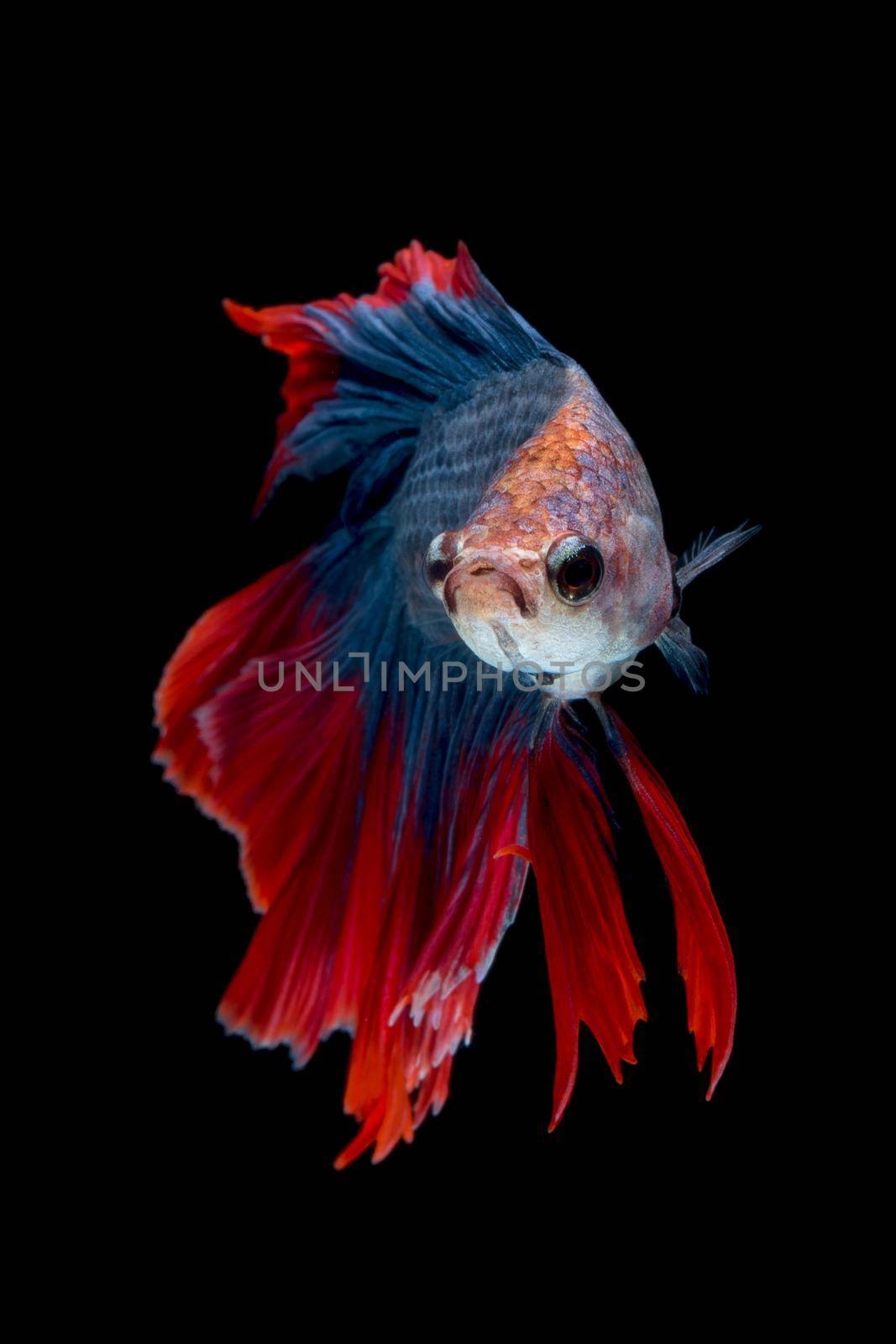 Colourful Betta fish,Siamese fighting fish in movement isolated on black background. by Nuamfolio