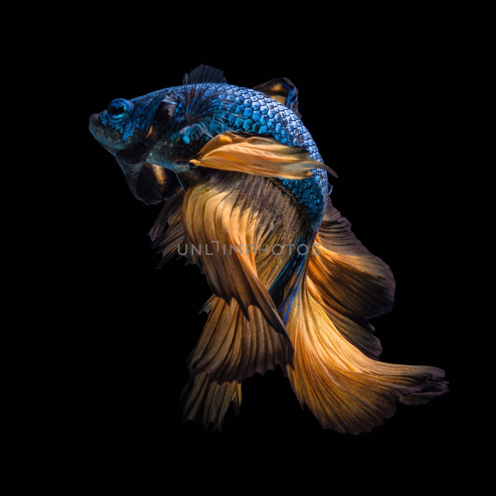 Colourful Betta fish,Siamese fighting fish in movement isolated on black background. by Nuamfolio