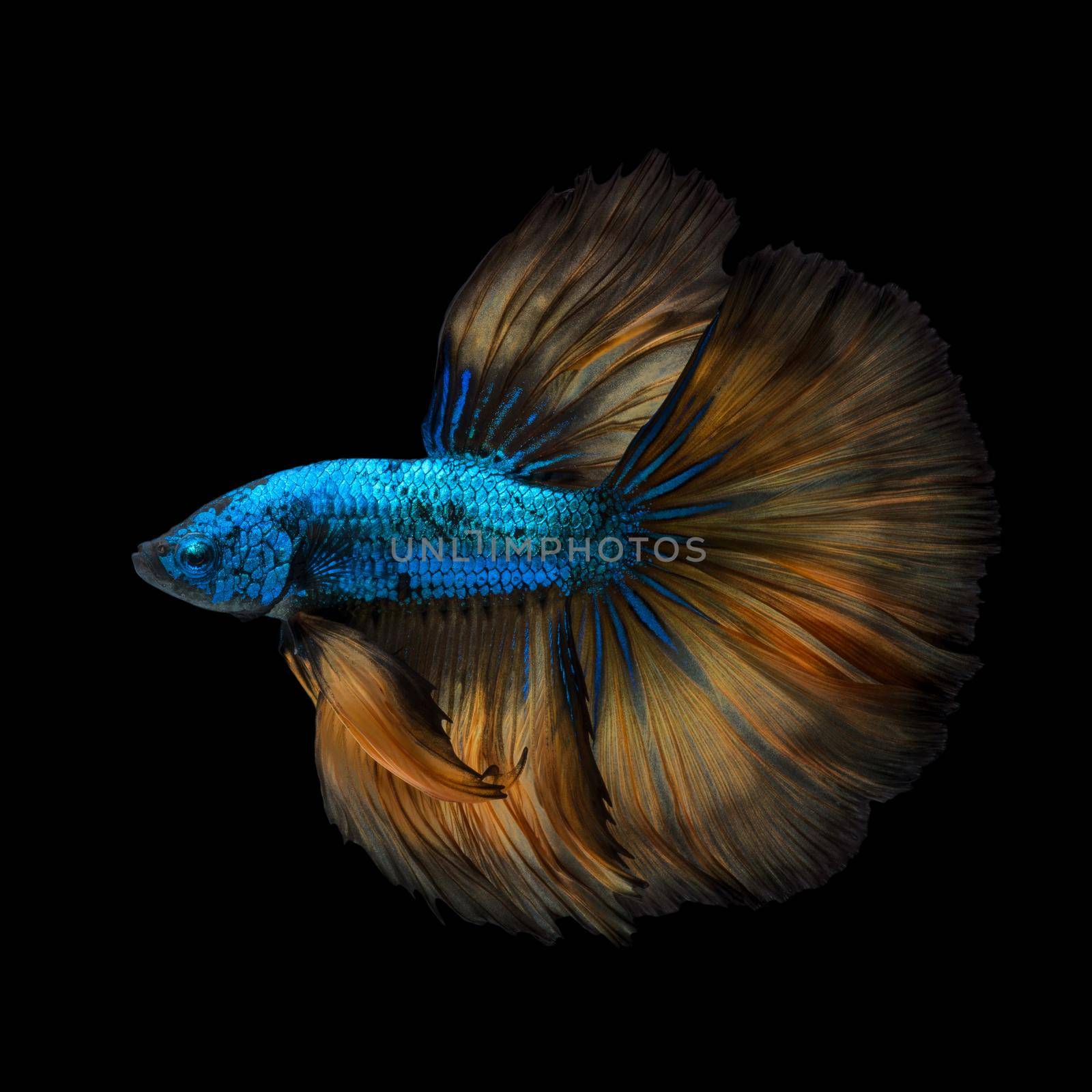 Colourful Betta fish,Siamese fighting fish in movement isolated on black background. by Nuamfolio