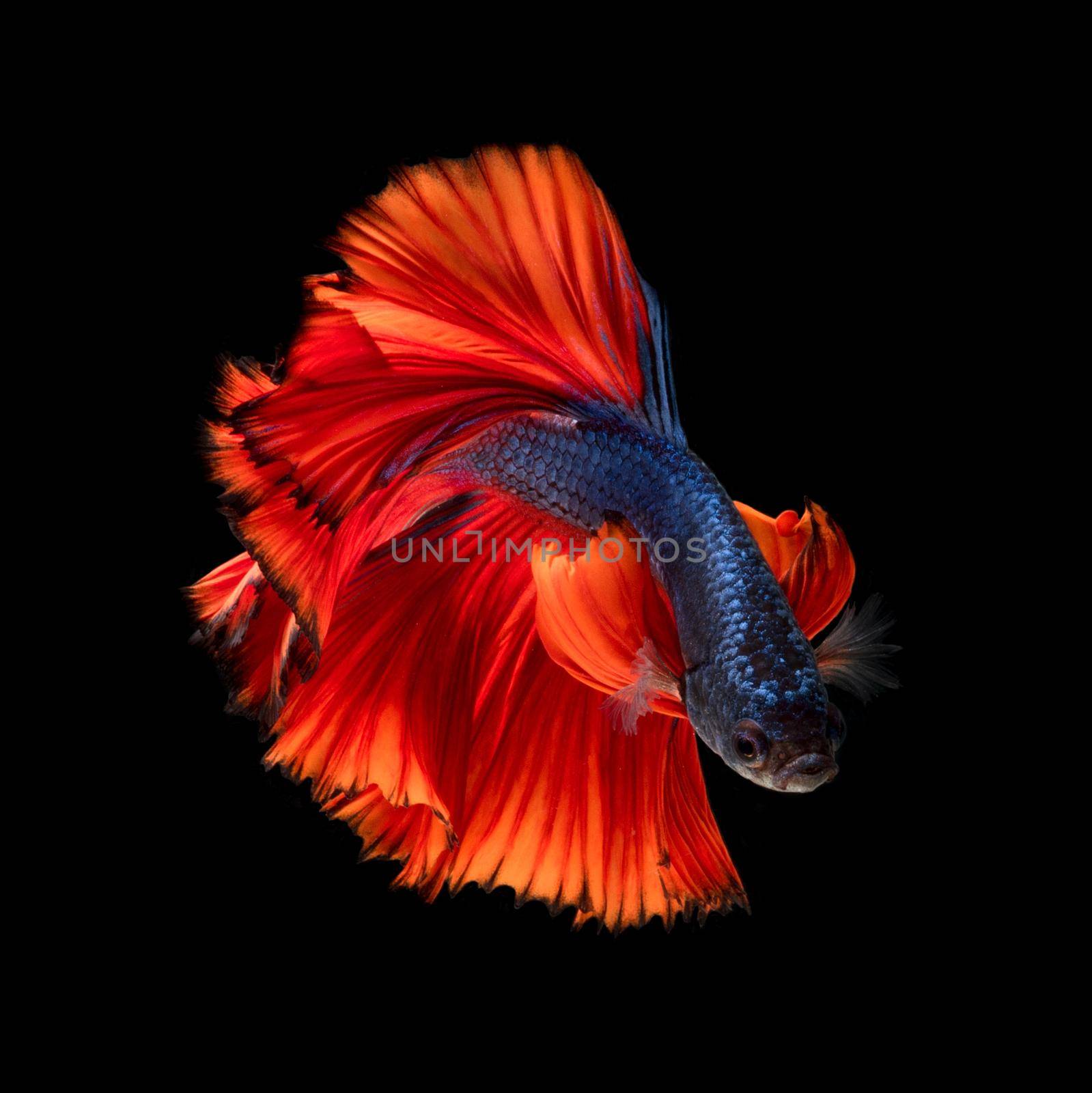 Colourful Betta fish,Siamese fighting fish in movement isolated on black background by Nuamfolio