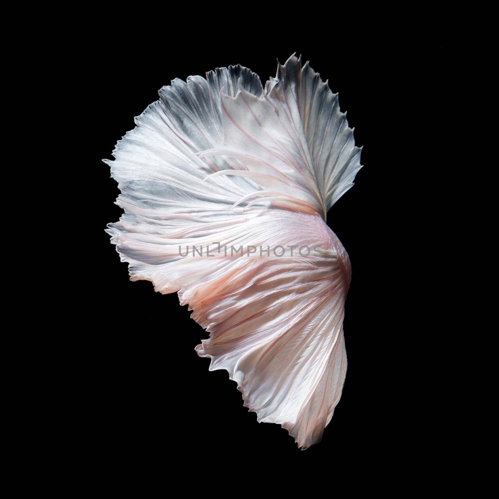 Betta fish,Siamese fighting fish in movement isolated on black background