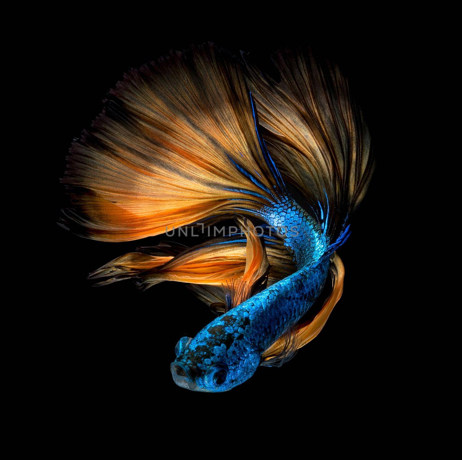 Betta fish or Siamese fighting fish isolated on black background