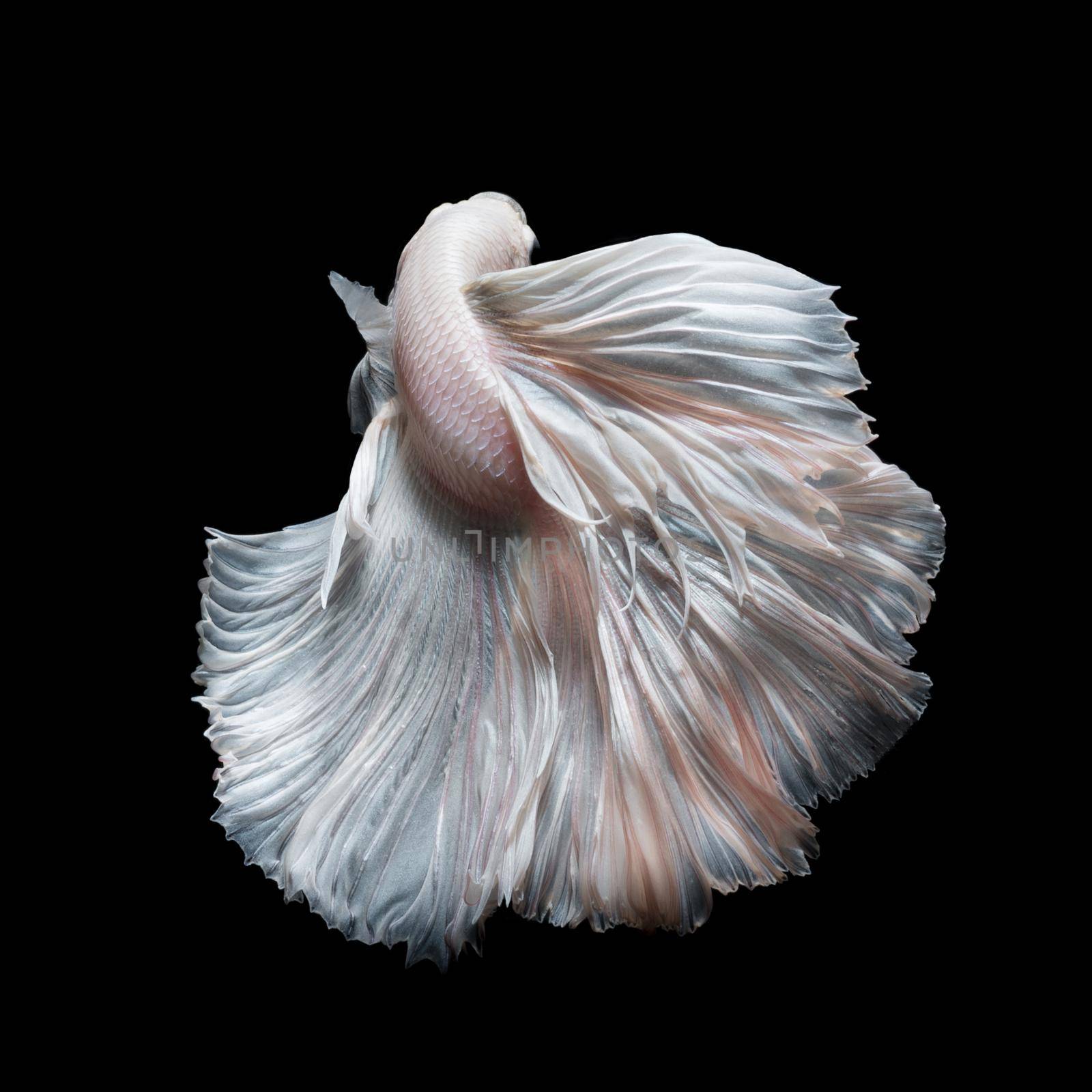 Betta fish,Siamese fighting fish in movement isolated on black background. by Nuamfolio