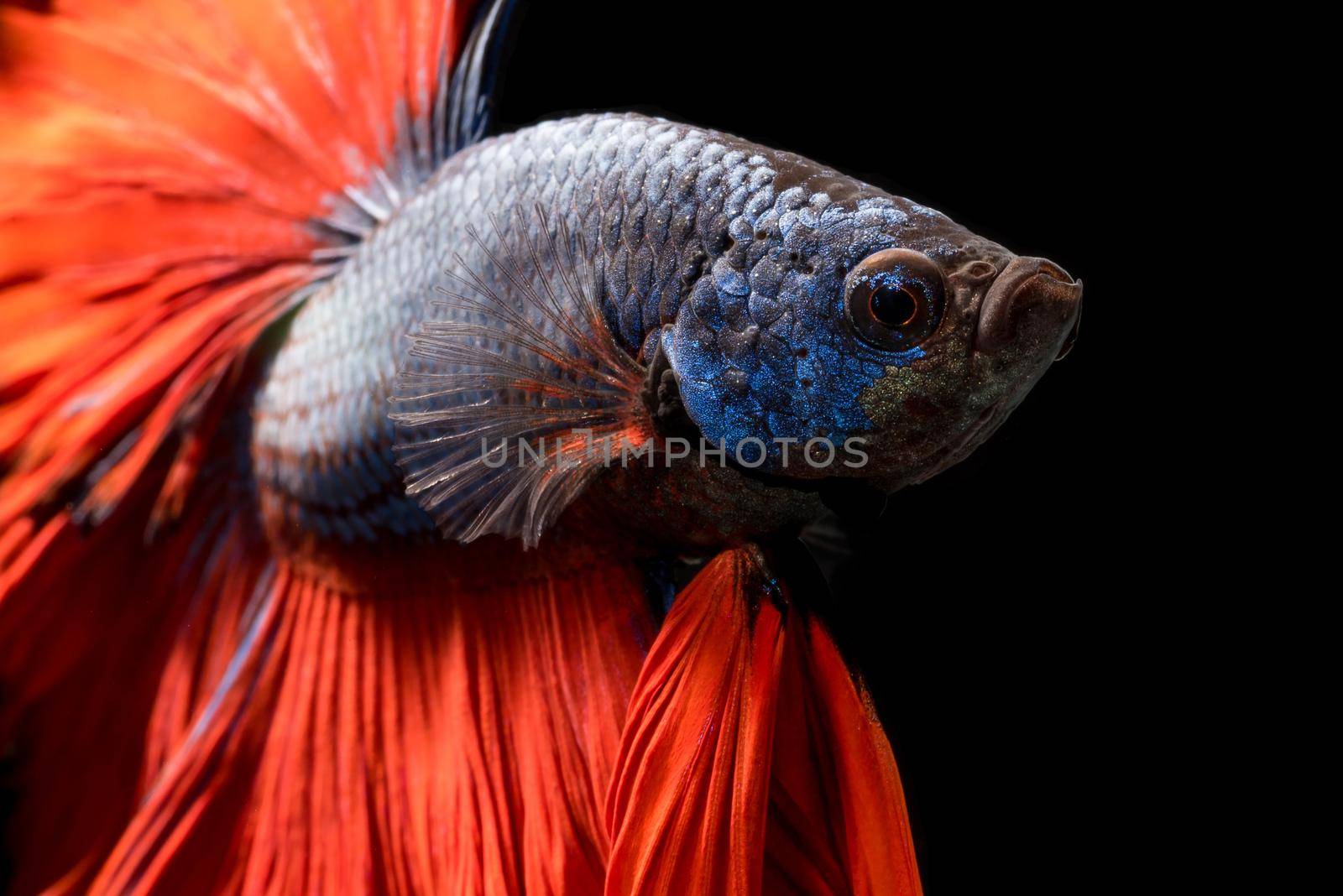 Close up of Betta fish or Siamese fighting fish isolated on black background. by Nuamfolio