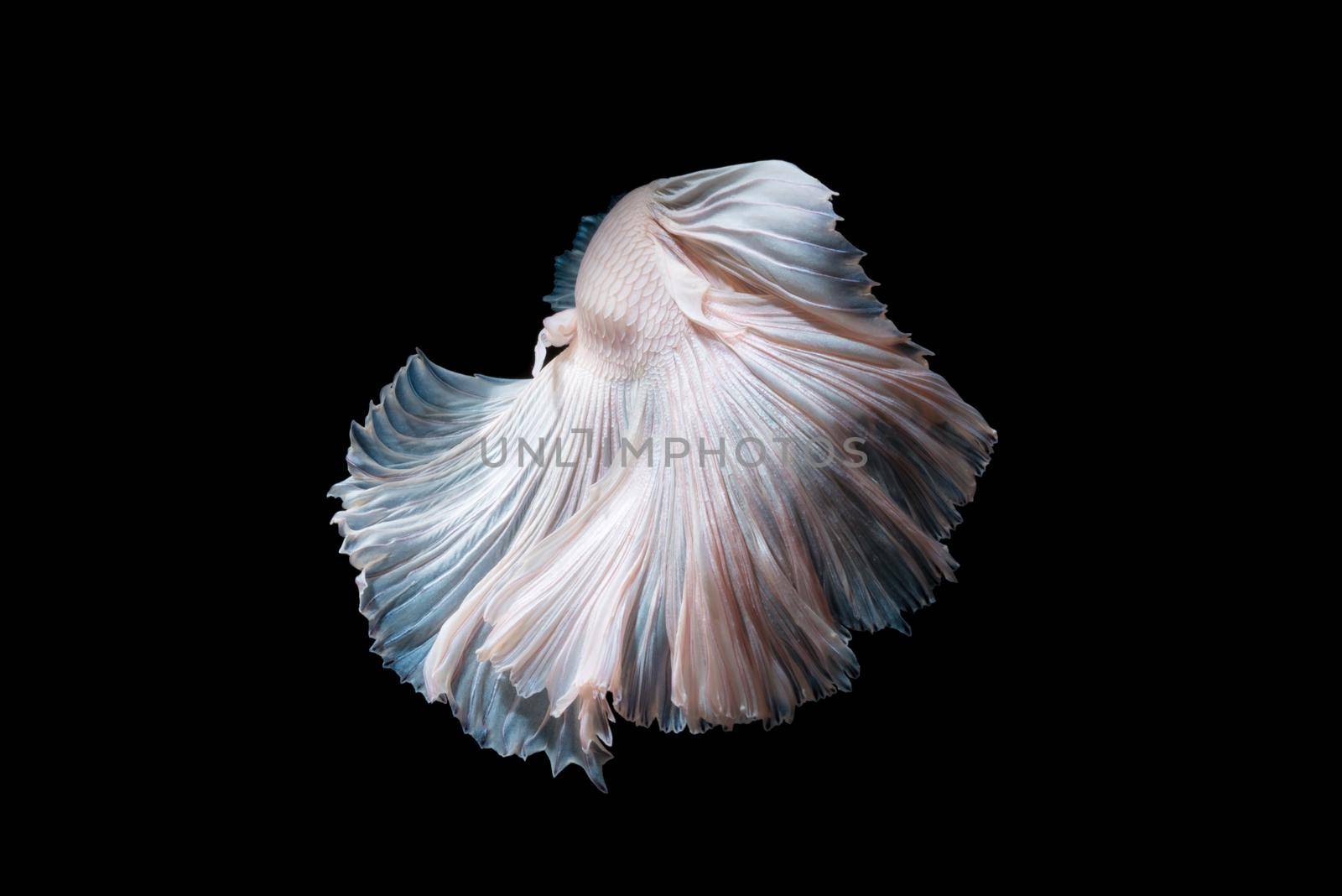 Close up of Betta fish or Siamese fighting fish in movment isolated on black background. by Nuamfolio