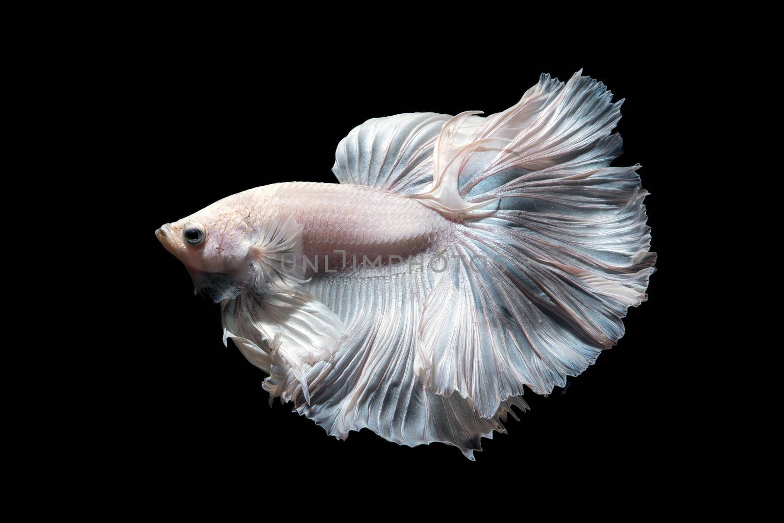Betta fish or Siamese fighting fish in movement isolated on black background. by Nuamfolio
