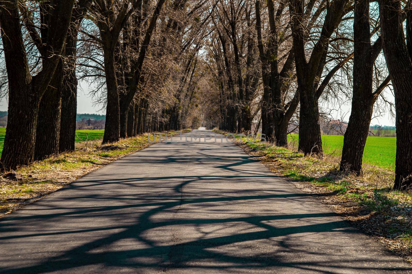 An asphalt road leading into the distance between the trees. Automobile country road. Asphalt pavement. Branches of trees without leaves. Green grass. Spring season.