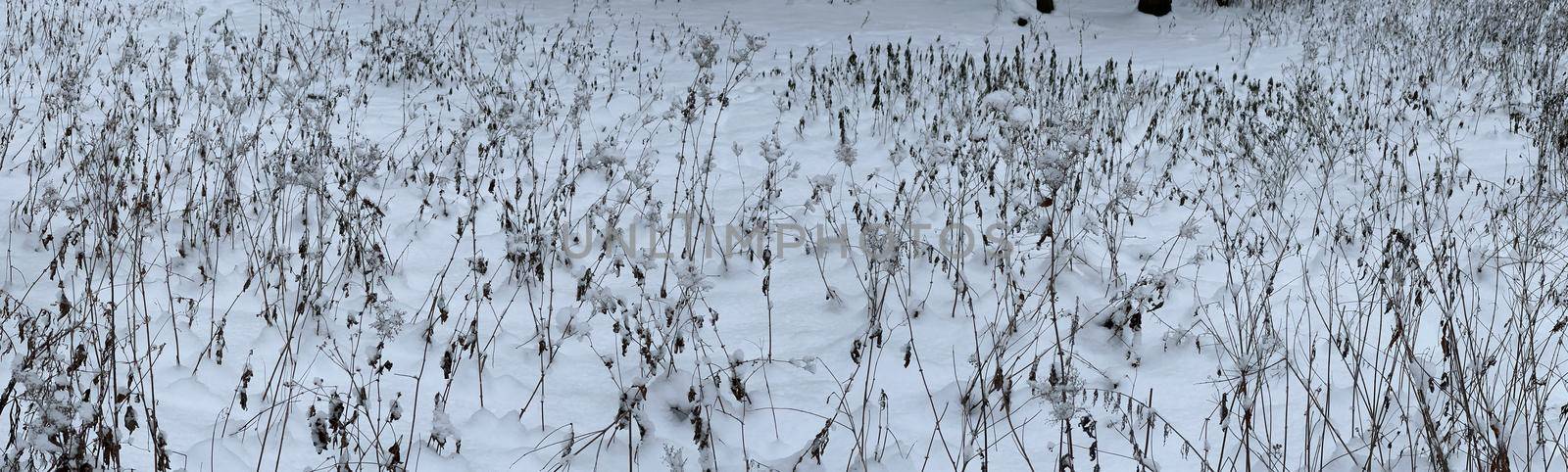 Panoramic image of snow-covered dry grass, dry stems of grass and flowers under the snow, no one in the park, peace and tranquility. High quality photo