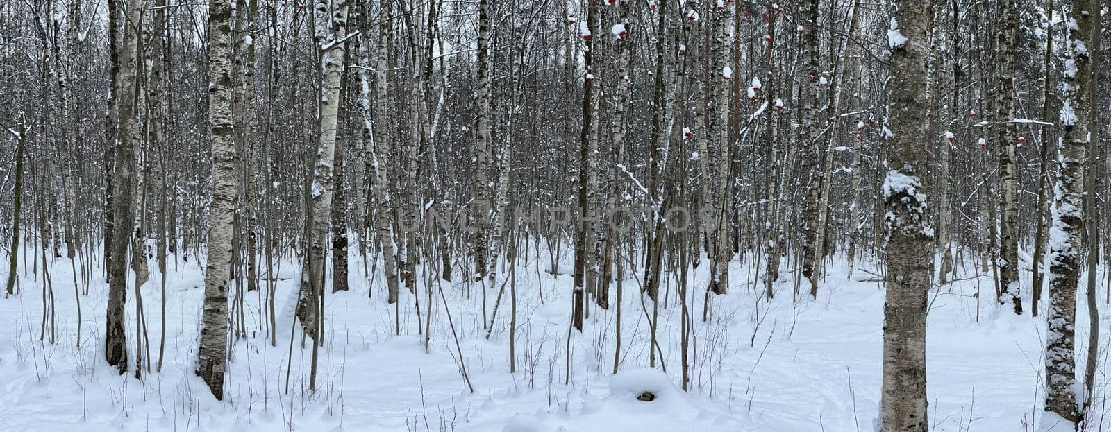 Panoramic image of snow-covered empty forest, black and white birch trunks and other trees, no one in the park, peace and tranquility. High quality photo