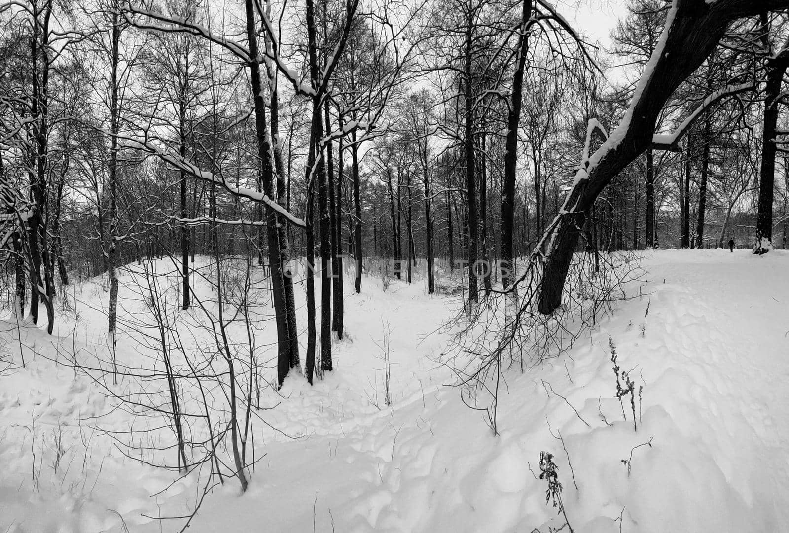 Panoramic image of snow-covered empty forest, black and white birch trunks and other trees, no one in the park, peace and tranquility. High quality photo