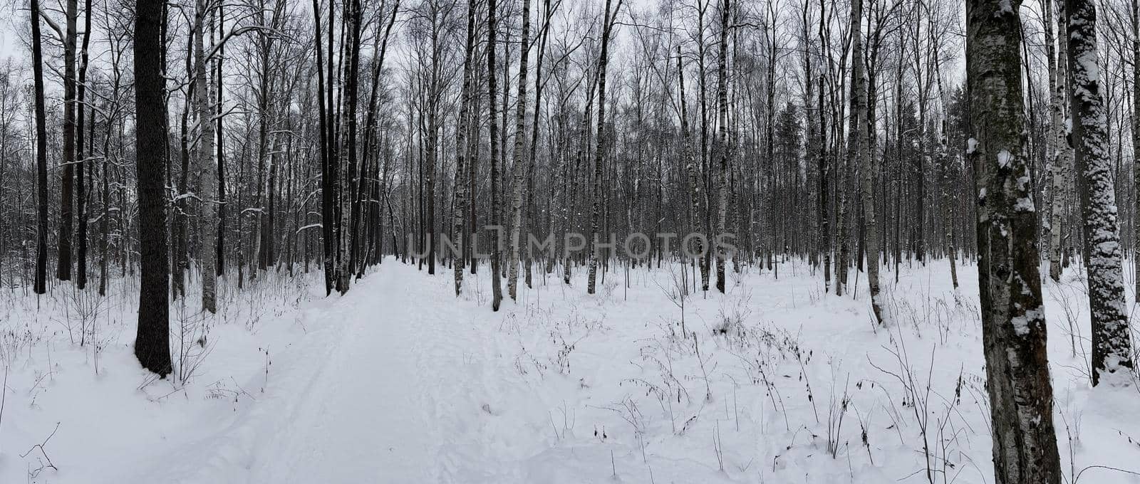 Panoramic image of snow-covered empty forest, black and white birch trunks and other trees, no one in the park, peace and tranquility. High quality photo
