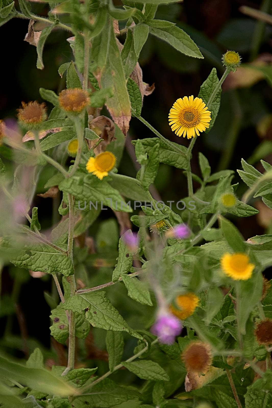 Yellow flower clump, cat's-grass.Pulicaria dysenterica. Ground green by raul_ruiz