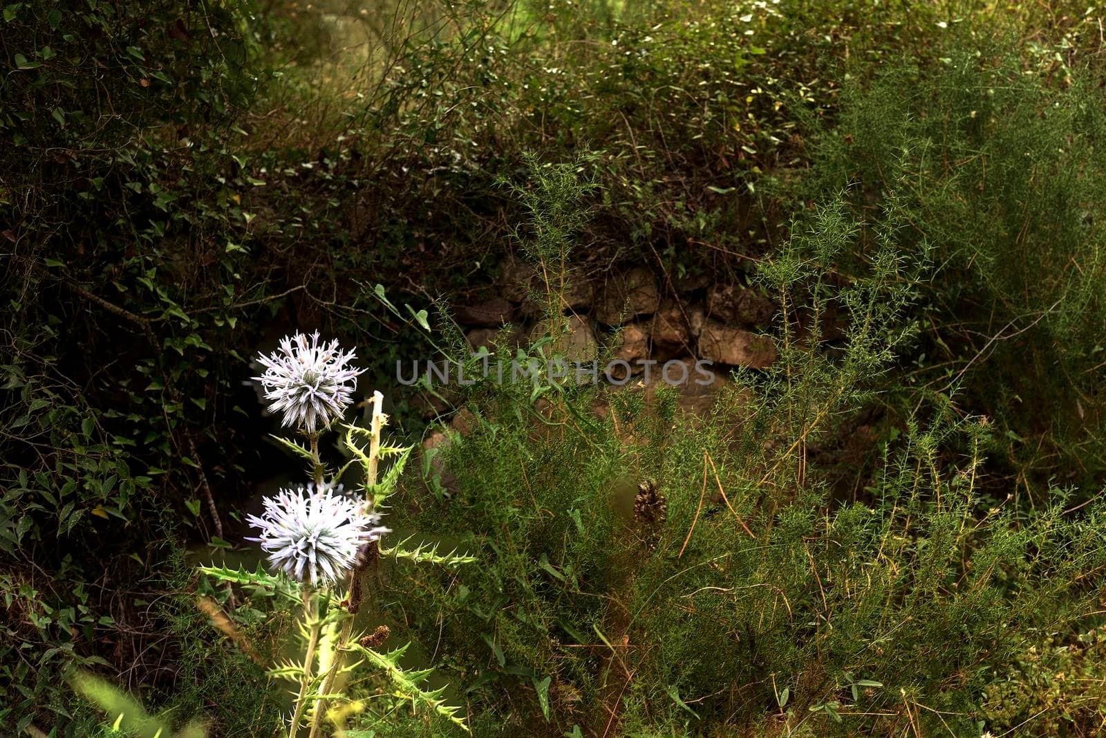Diagonal cluster of white flowers. echinops sphaerocephalus. Hedgehog's thistle. Out of focus background, macro photography, lines.