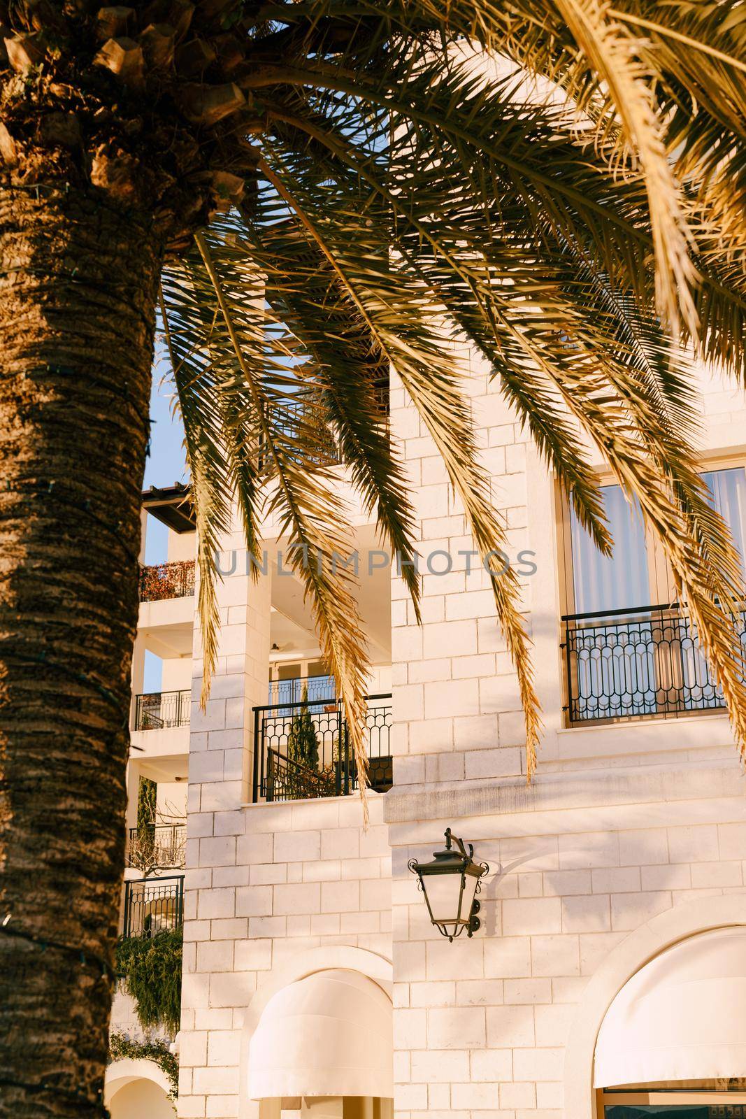 Green palm tree against the background of the facade of a modern club house. Porto. Montenegro. High quality photo