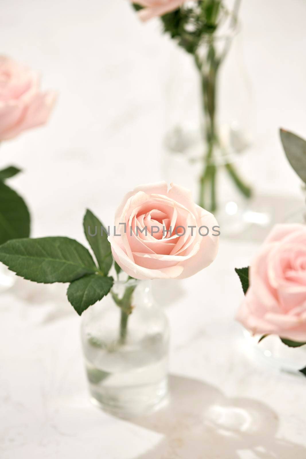 Beautiful rose flowers in vase on pink background. Greeting card for Womens day or Mothers day.