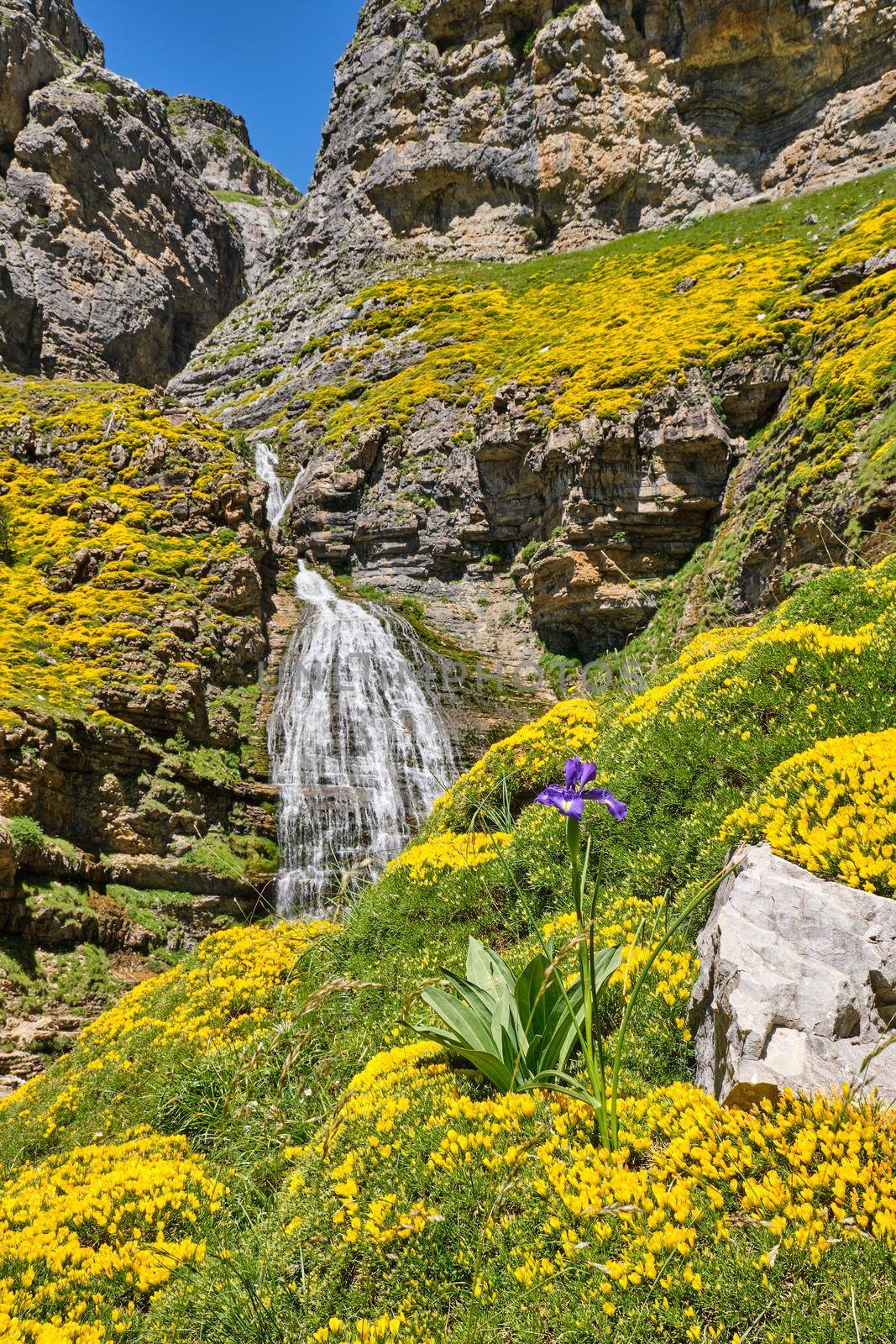 The Cola de Caballo waterfall in the Ordesa Valley with flowering yellow gorse