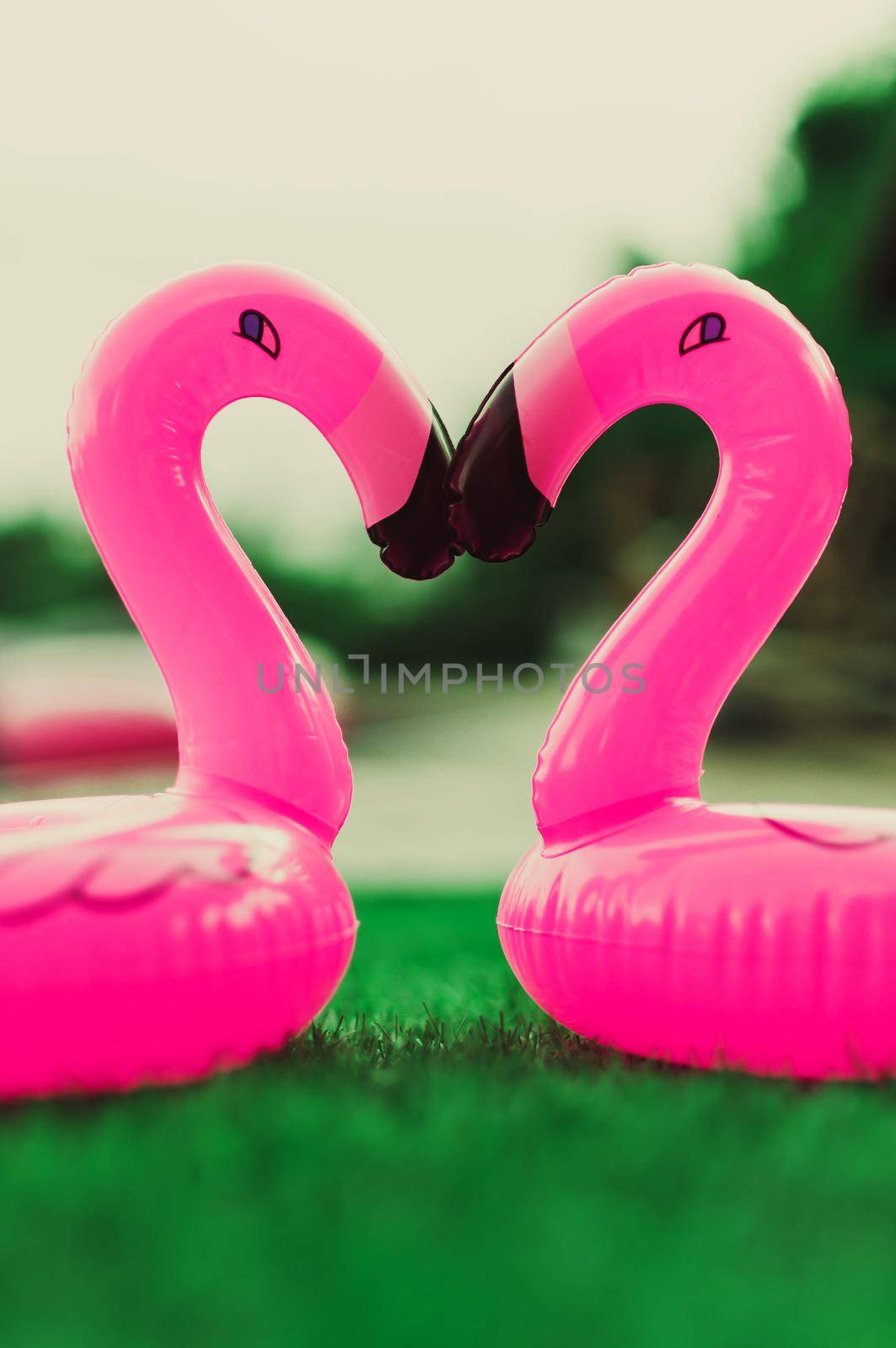 Two little flamingos kiss on the green grass in front of the pool. Flamingos in the form of a heart. Coasters for the pool. The concept of summer pastime. Beach summer composition by Alla_Morozova93