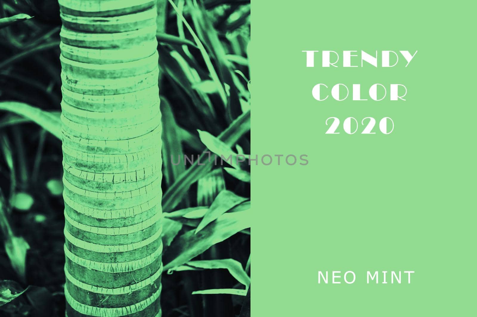 Plant in color Neo Mint. Juicy tones in a new mint color. Palm trunk. Abstract light green background with vibrant colors. Copy space. mockup for design by Alla_Morozova93