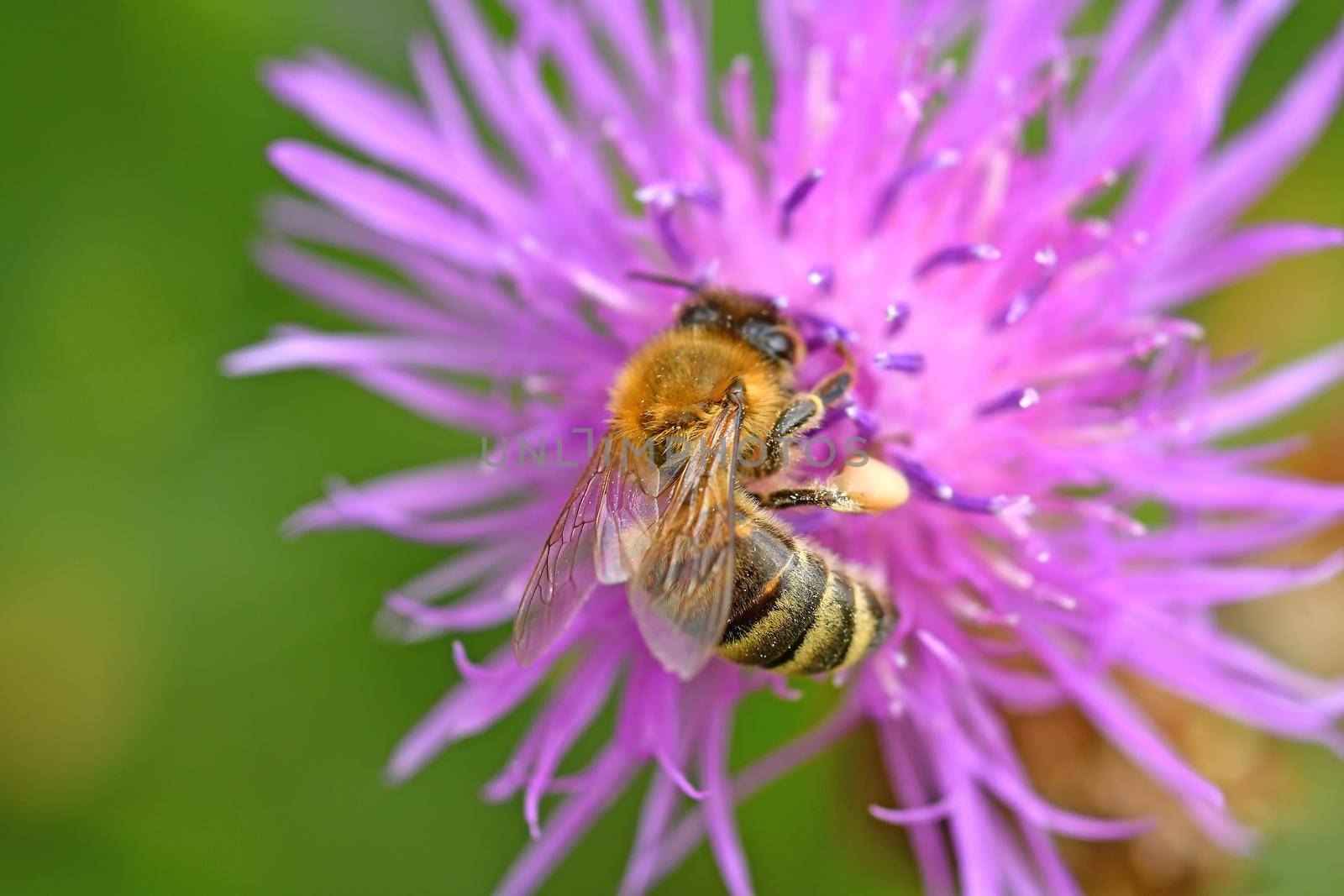 bee on knapweed flower by Jochen