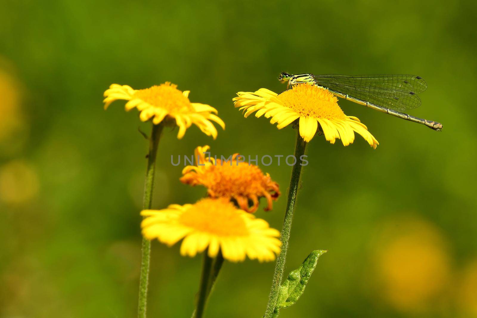 Blue-tailed Damselfliy, female insect on a yellow flower by Jochen