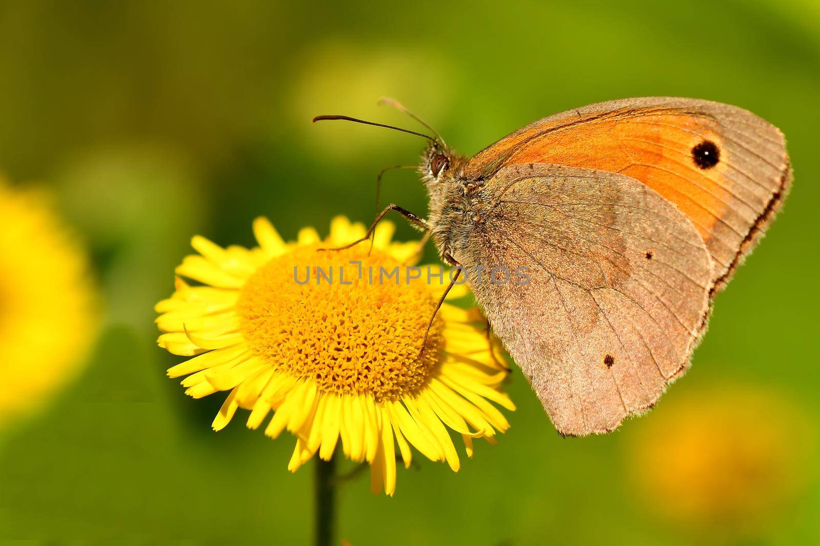 Meadow brown, butterfly on a yellow flower by Jochen
