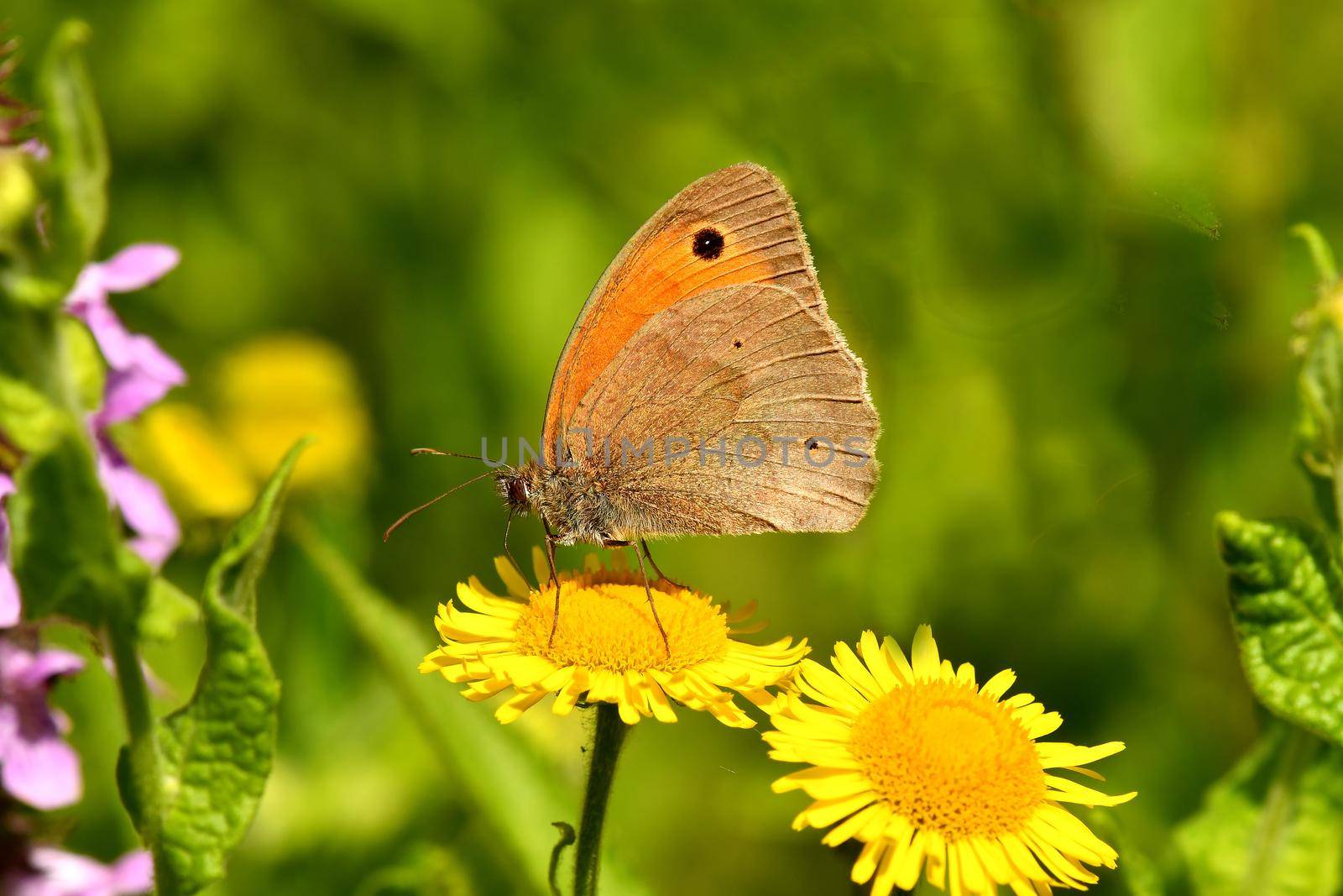 Meadow brown, butterfly on a yellow flower by Jochen