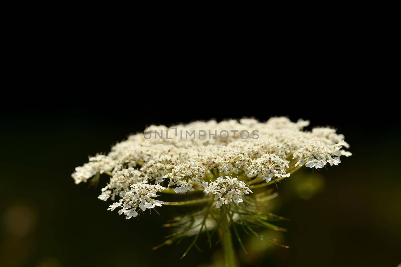 wild carrot, flower with black background by Jochen