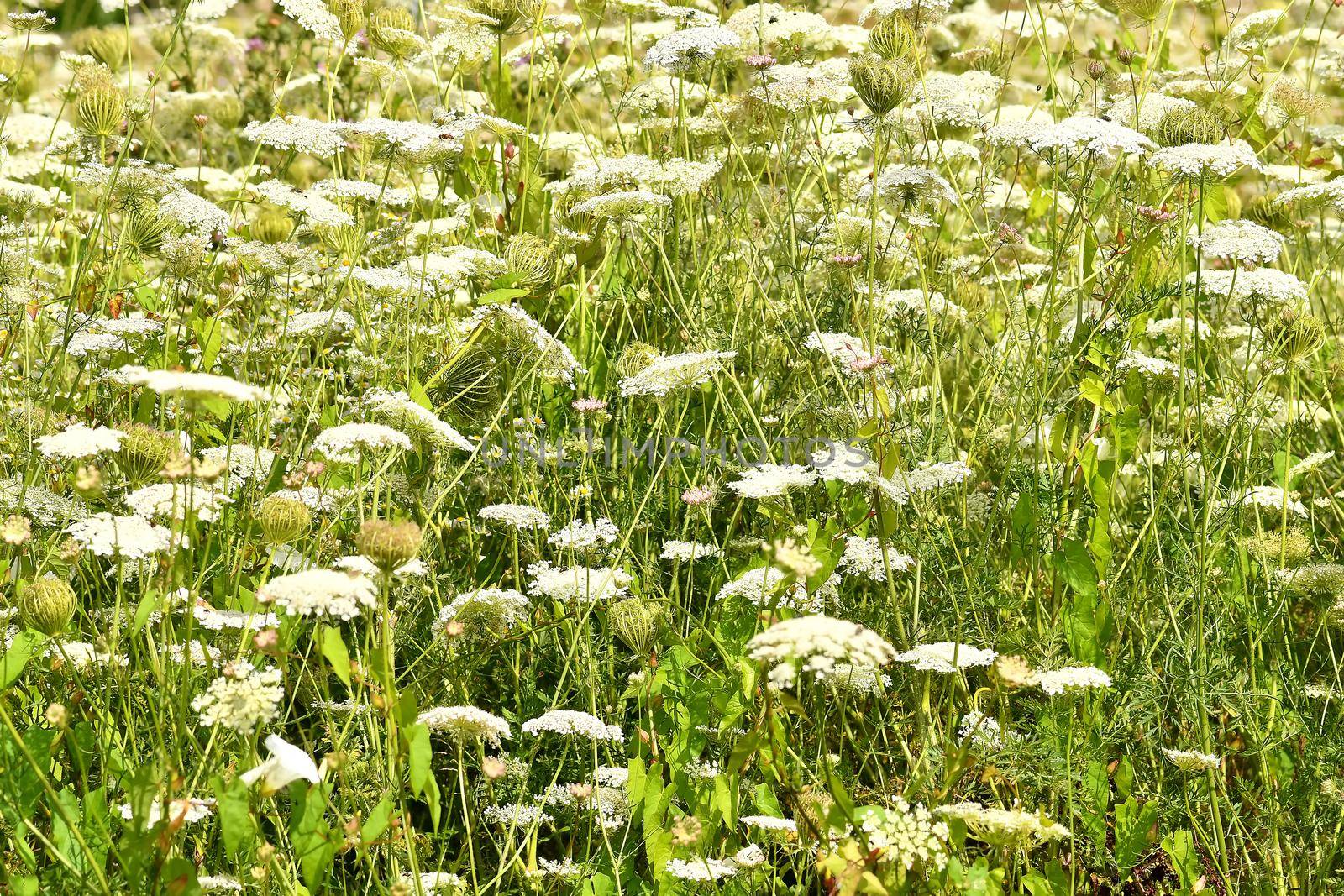 meadow with a lot of wild carrot flowers by Jochen