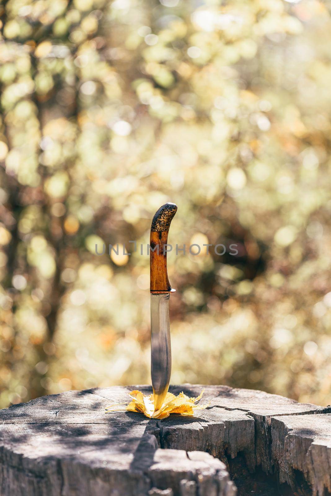 Knife stabbed in the yellow leaves and old stump in the autumn forest