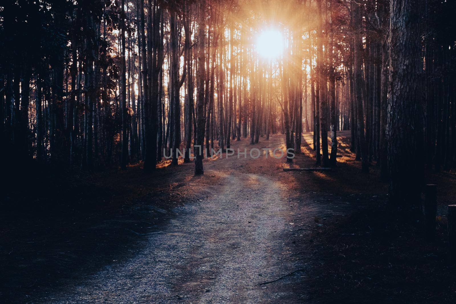 Beautiful winter view of a pine forest in asian with the sunlight shines through the pine branches down. The sunlight shines through woods in the forest landscape.