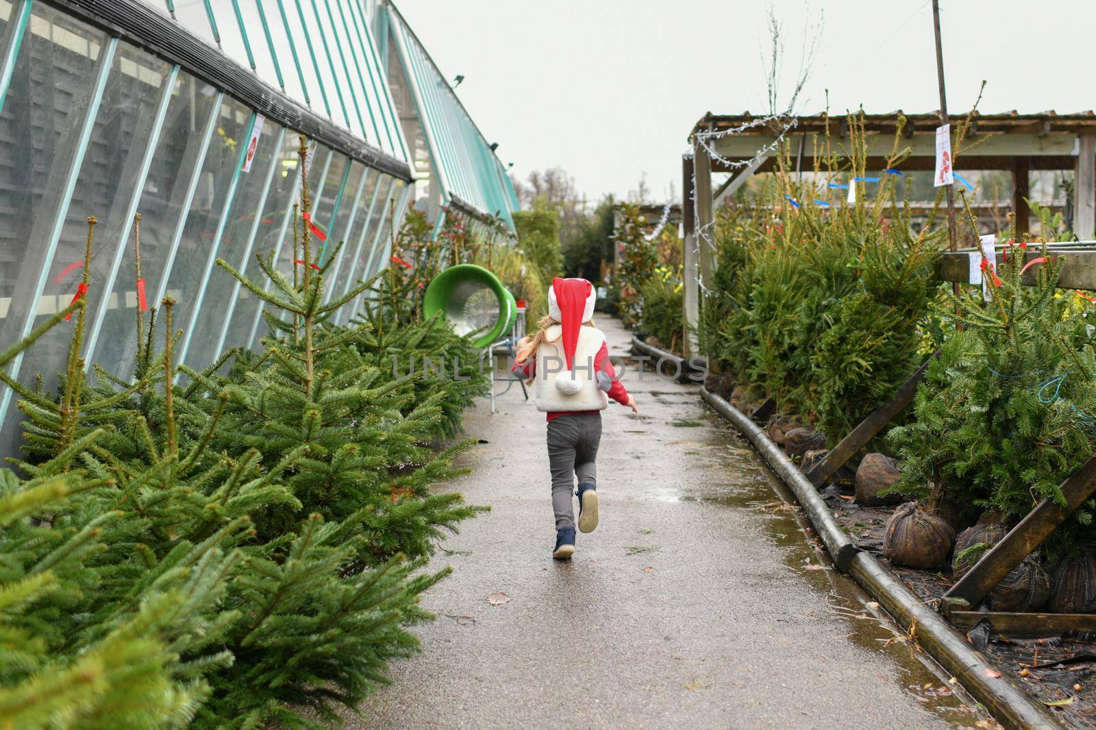A girl chooses a christmas tree for sale at a shop by Godi