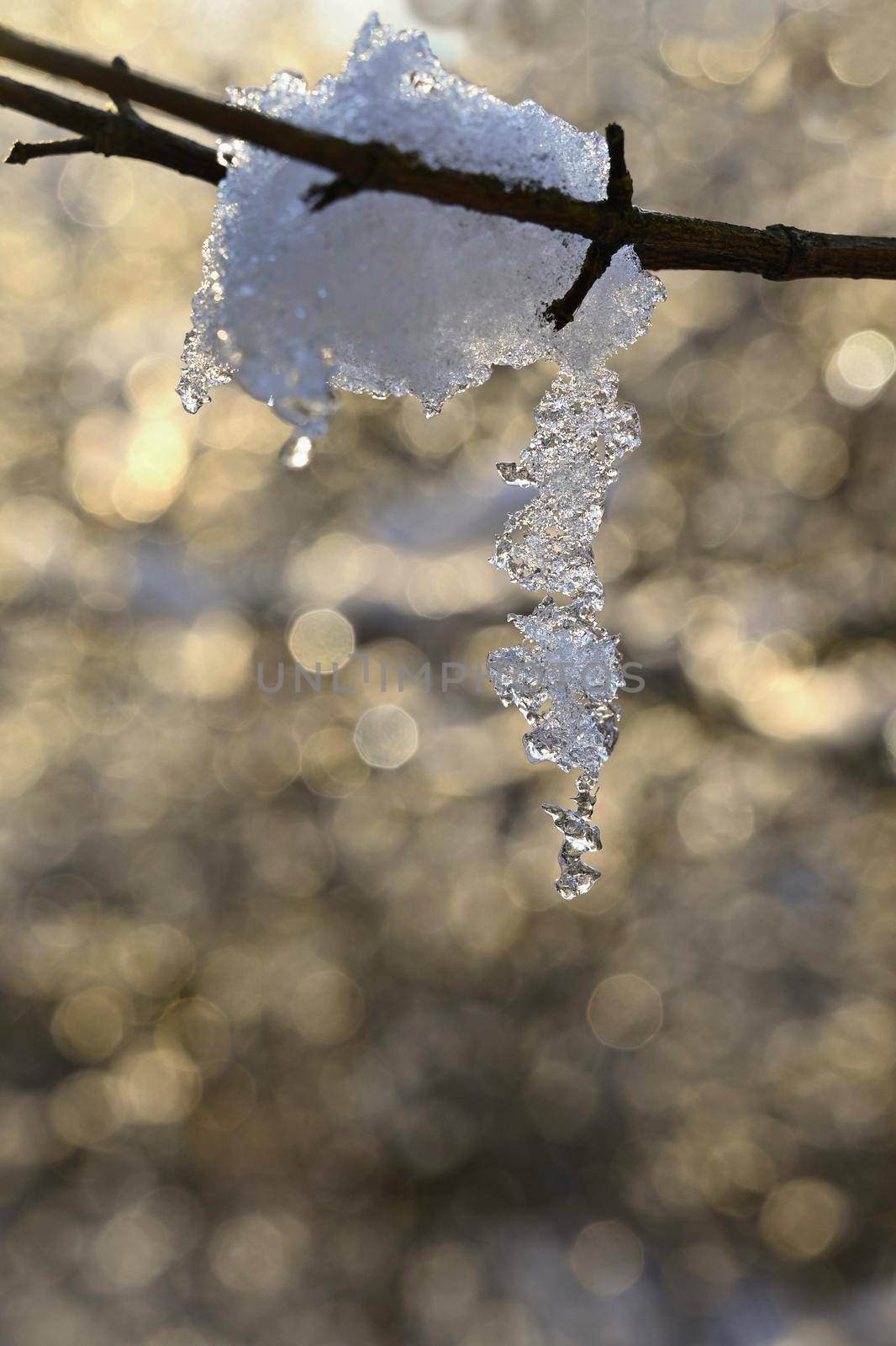 Winter nature. Seasonal winter cold background. Snowy twig on a tree. by Montypeter