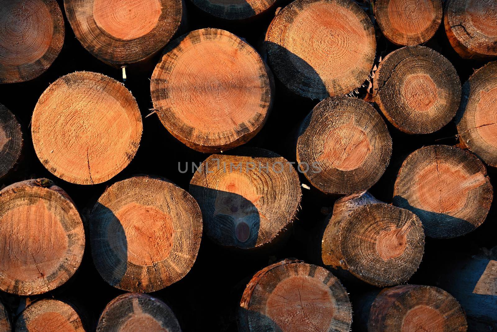 Firewood for heating. Wooden logs in the forest in winter at sunset.