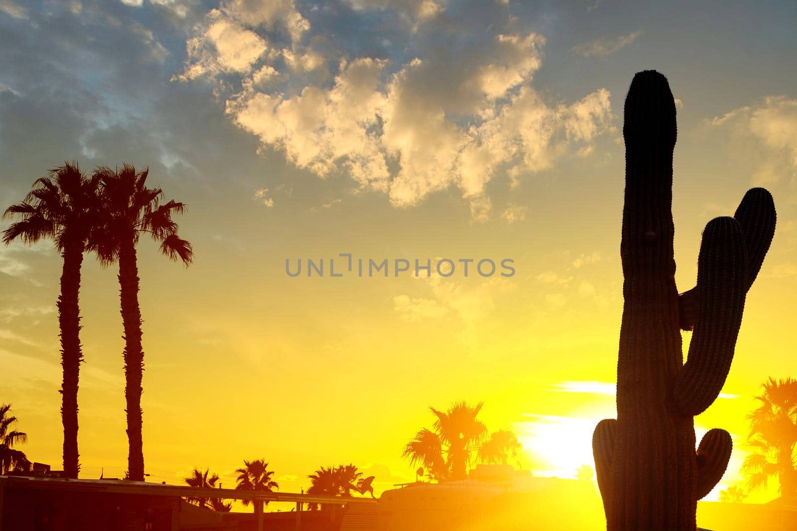 A beautiful sunset with orange and yellow colors in the sky the Mountains and palm trees in silhouette with saguaro cactus in the distance Arizona. by ungvar