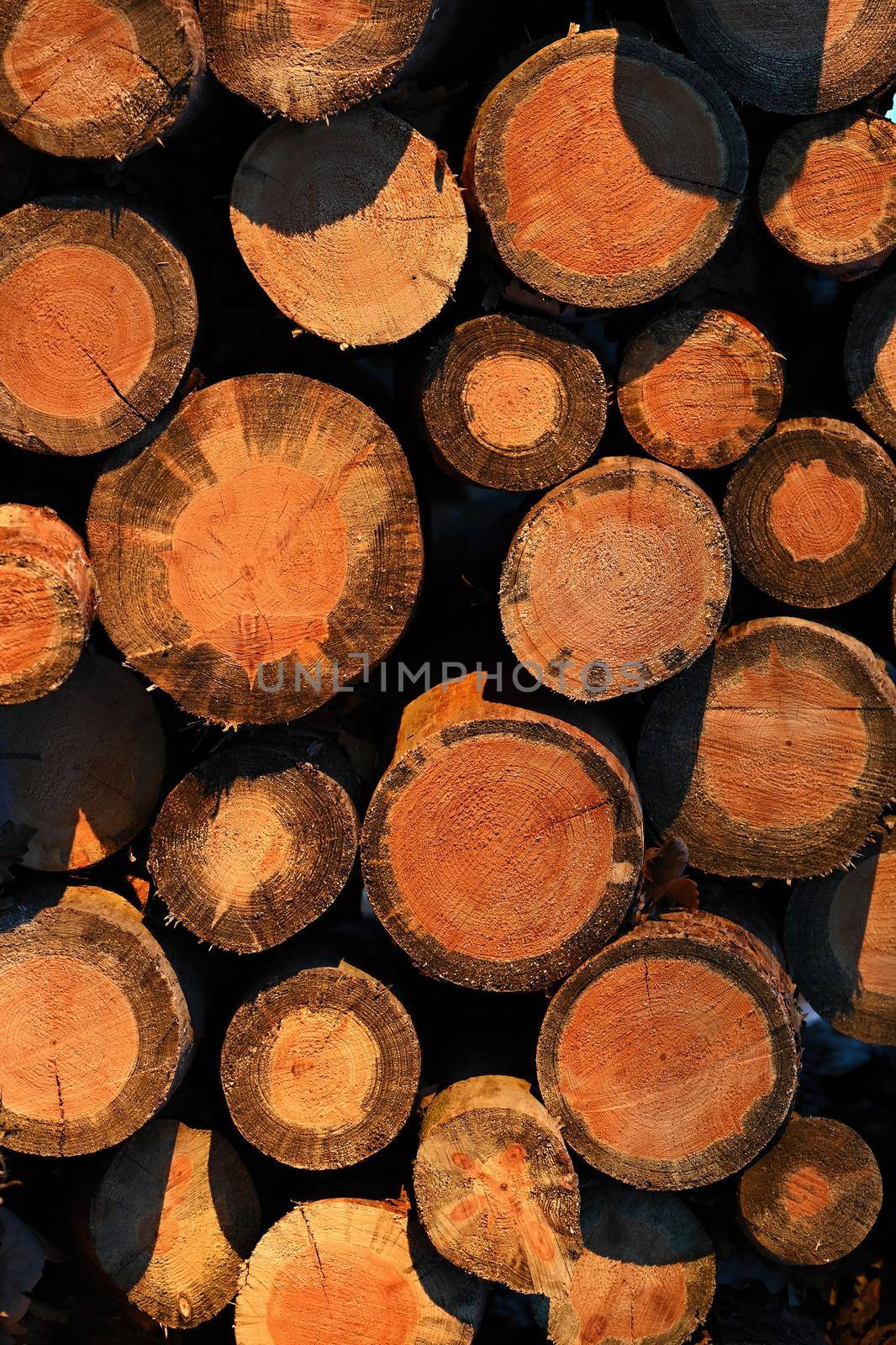 Firewood for heating. Wooden logs in the forest in winter at sunset. by Montypeter