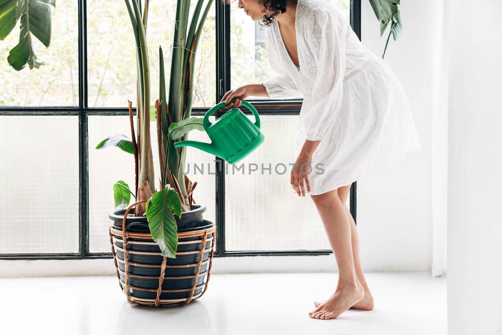 Unrecognizable young multiracial woman watering large houseplant at home. by Hoverstock