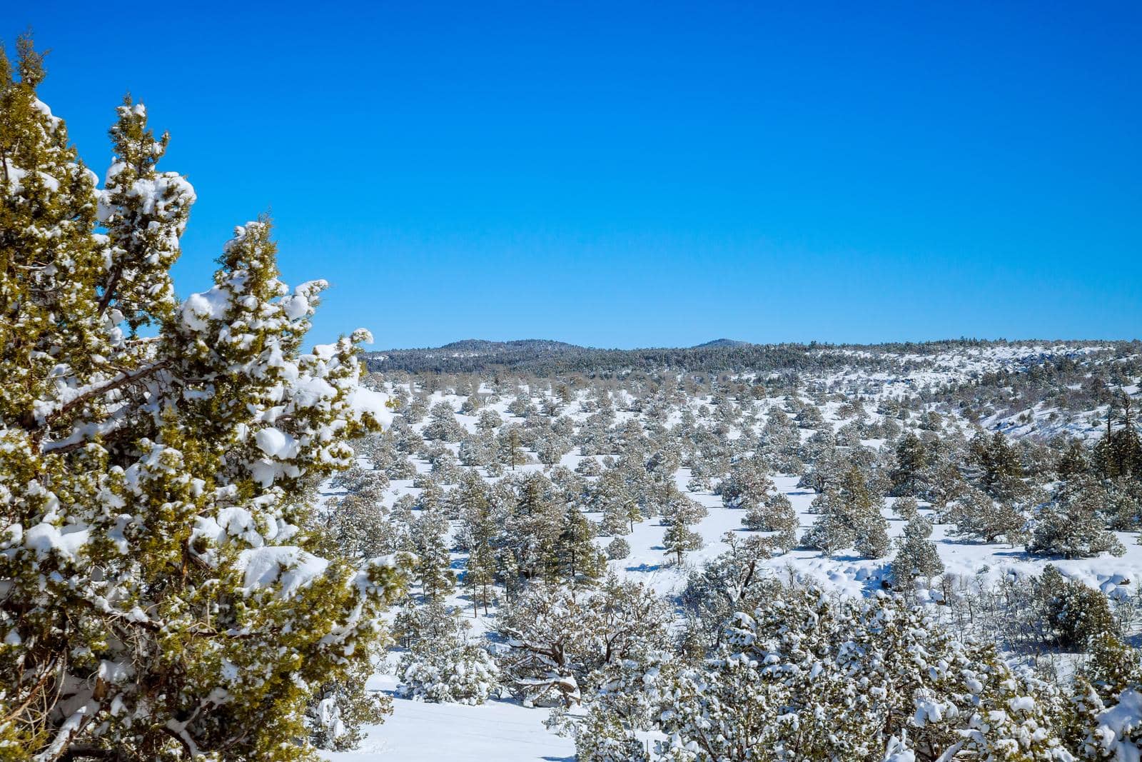 Winter scenery of national park, in the trees snow along Arizona, USA